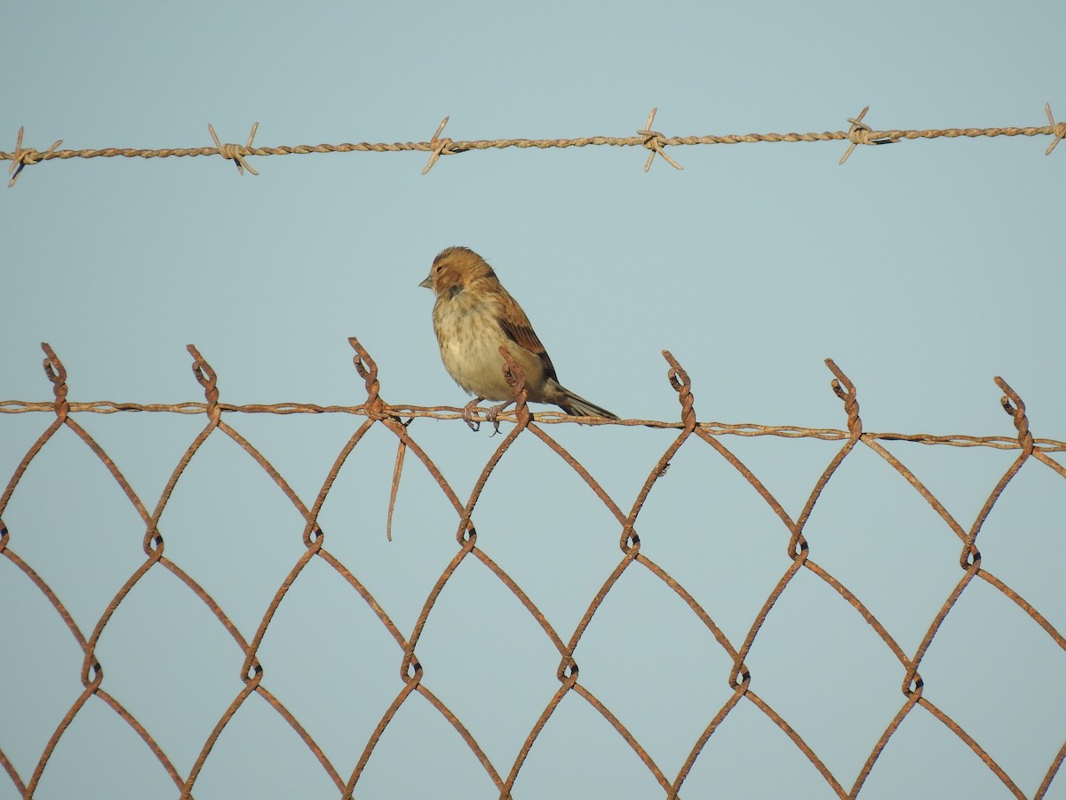 Eurasian Linnet - Nelson Conceição