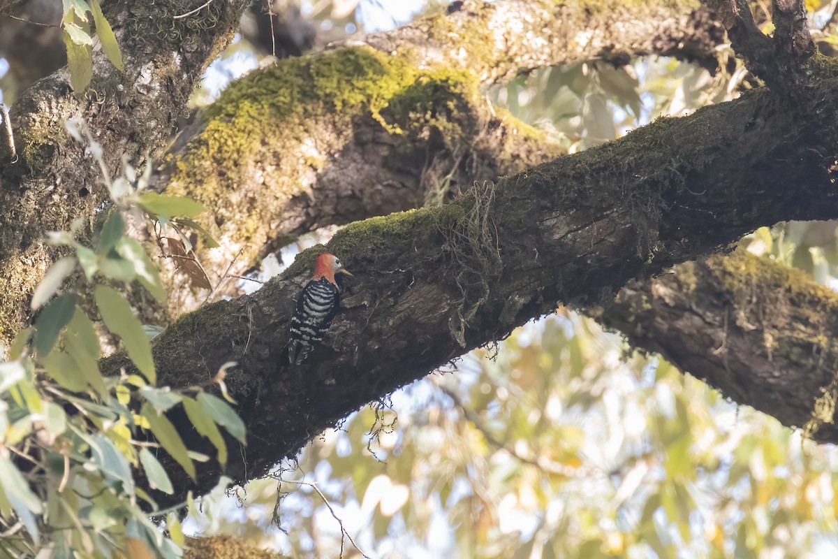 Rufous-bellied Woodpecker - Kalpesh Krishna