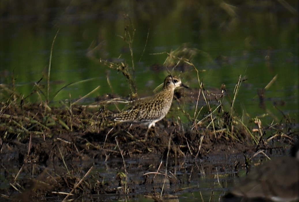 Chorlito Dorado Siberiano - ML563008131