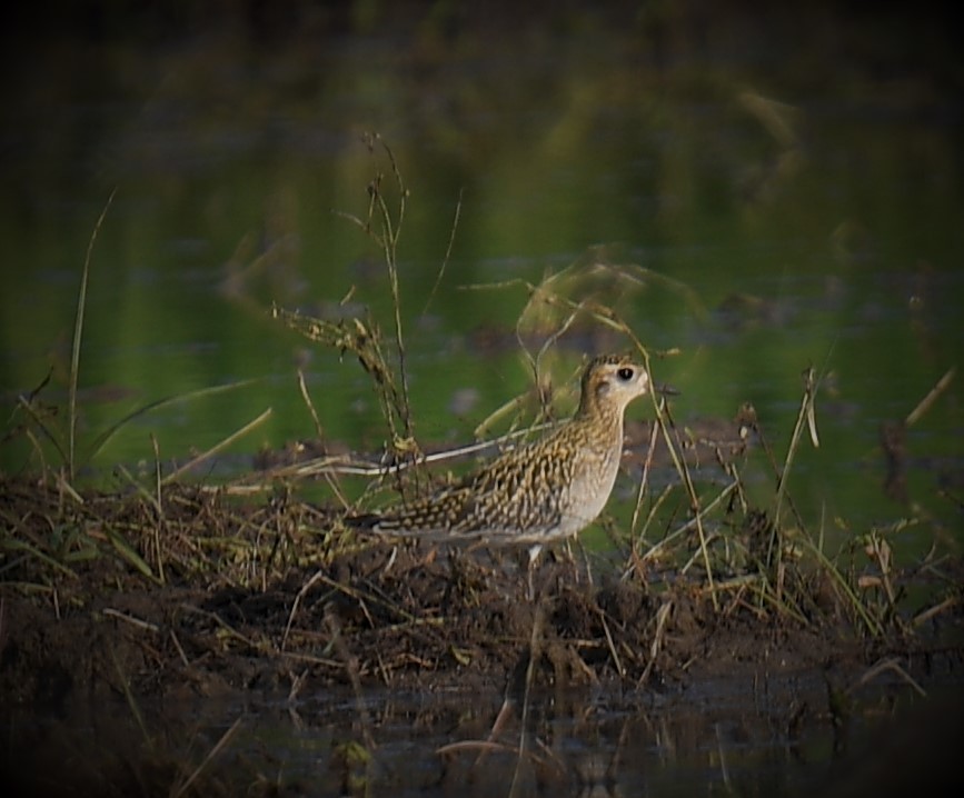 Pacific Golden-Plover - ML563008141