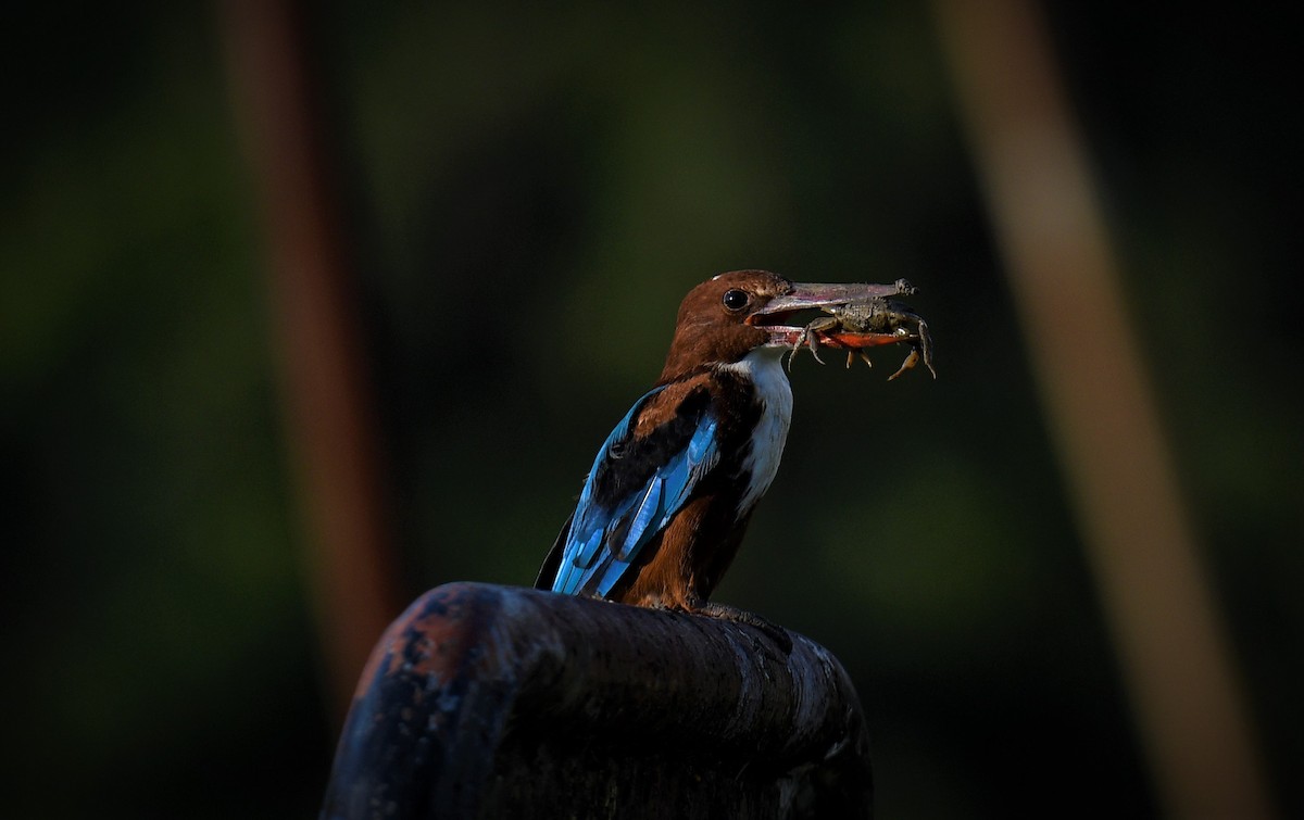 White-throated Kingfisher - ML563008211