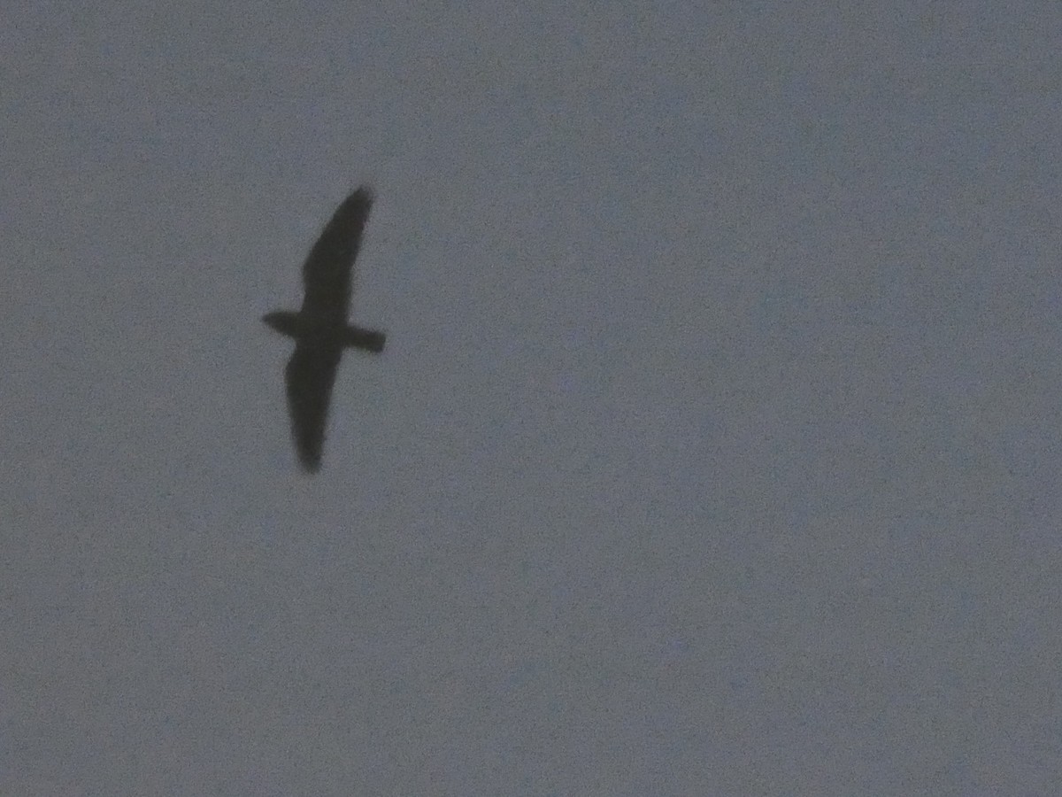 Short-tailed Nighthawk - ML563008241