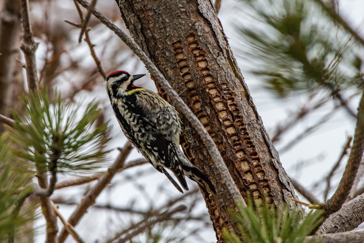 Yellow-bellied Sapsucker - Frank King