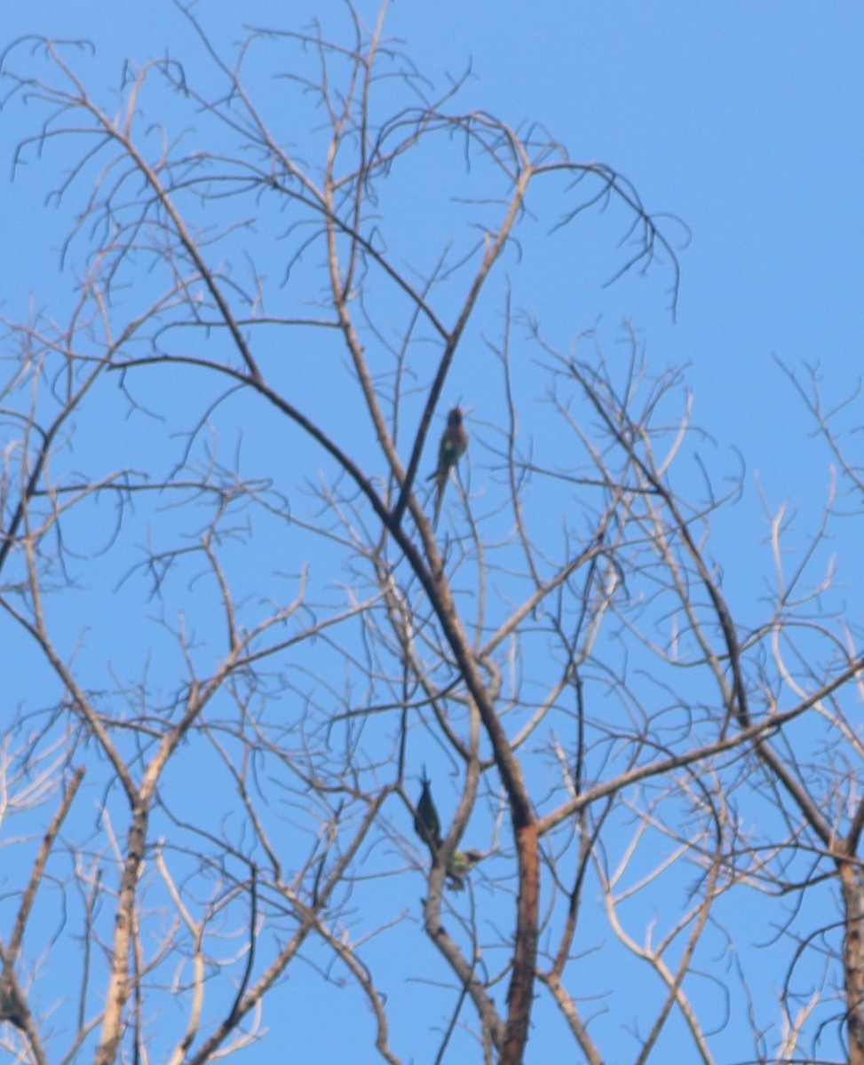 Red-breasted Parakeet - ML563009861