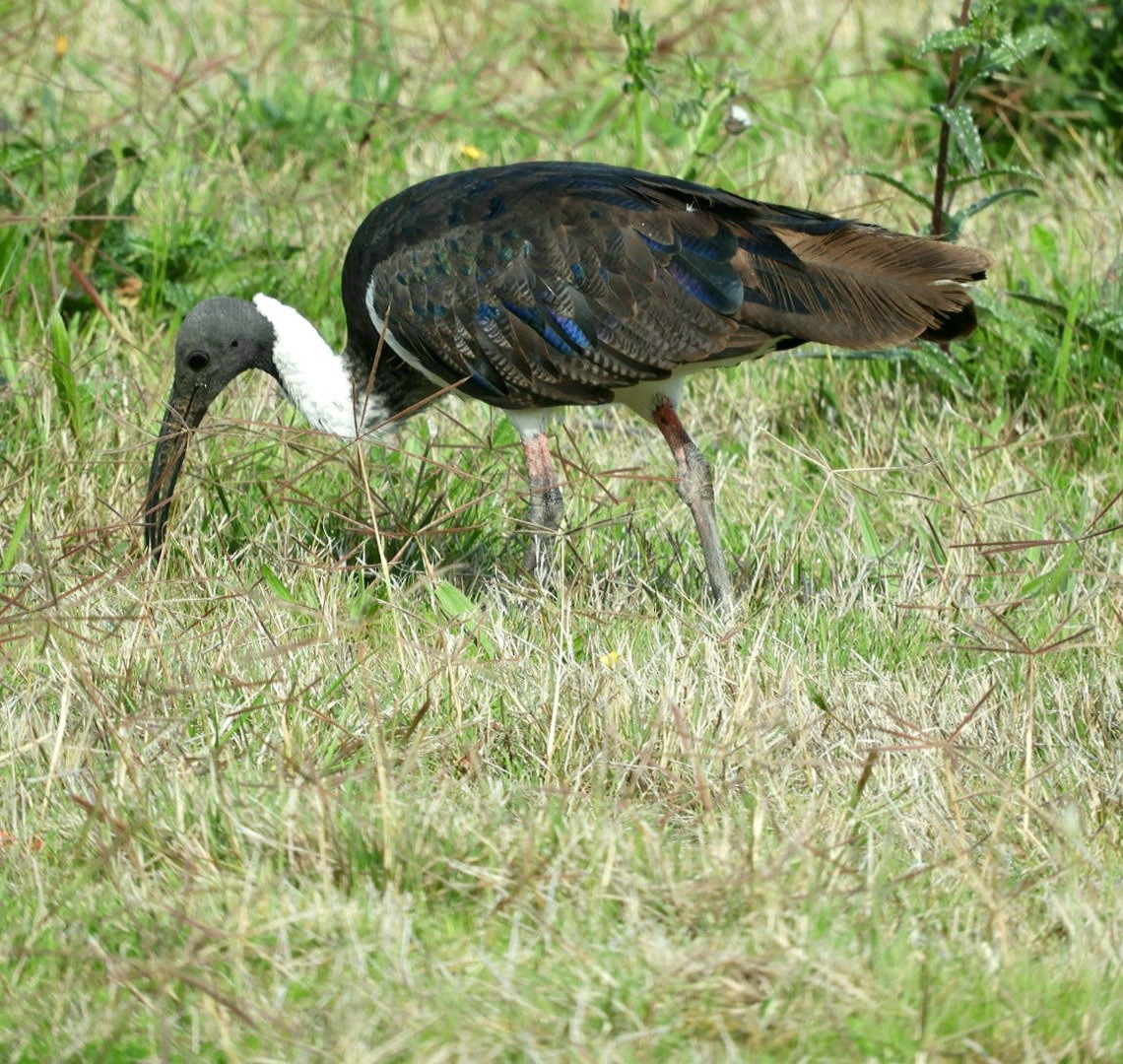 Straw-necked Ibis - ML563010691