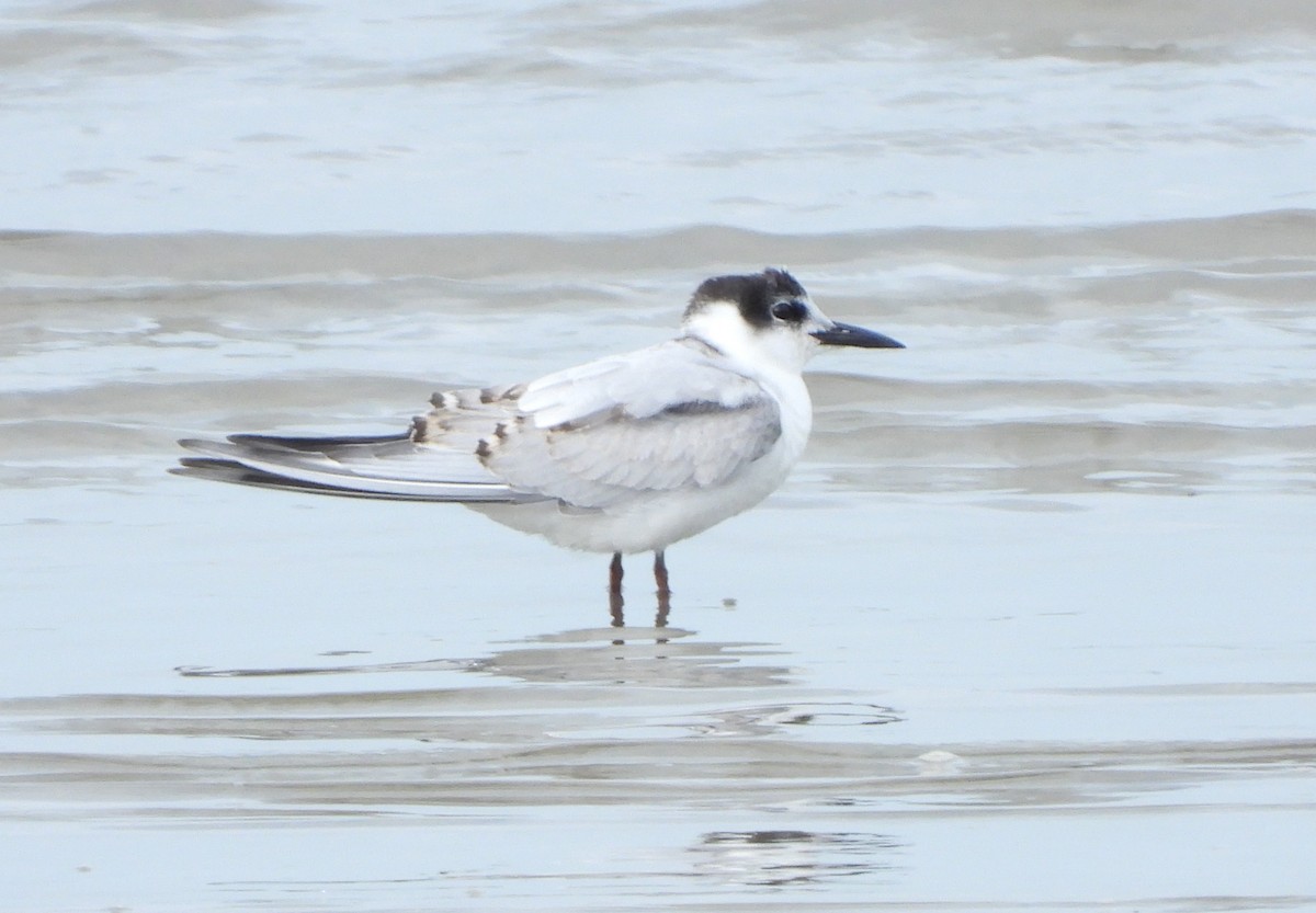 Whiskered Tern - Adrian Walsh