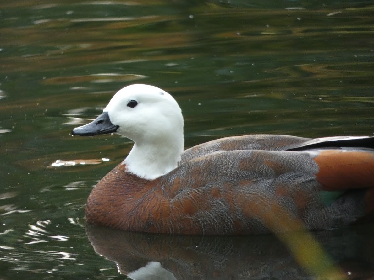 Paradise Shelduck - ML563010961