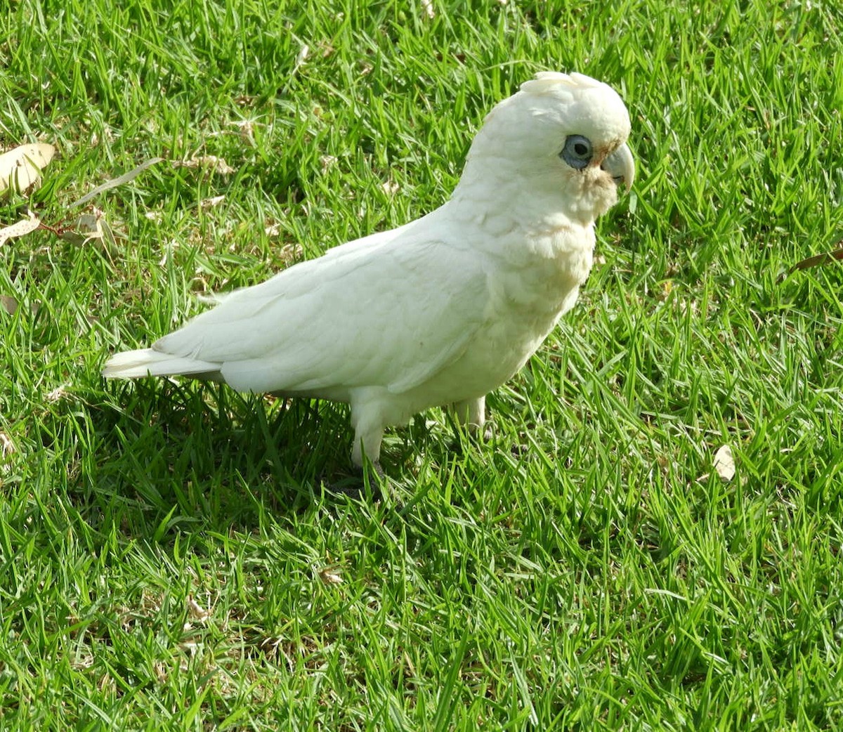 Cacatoès corella - ML563011031