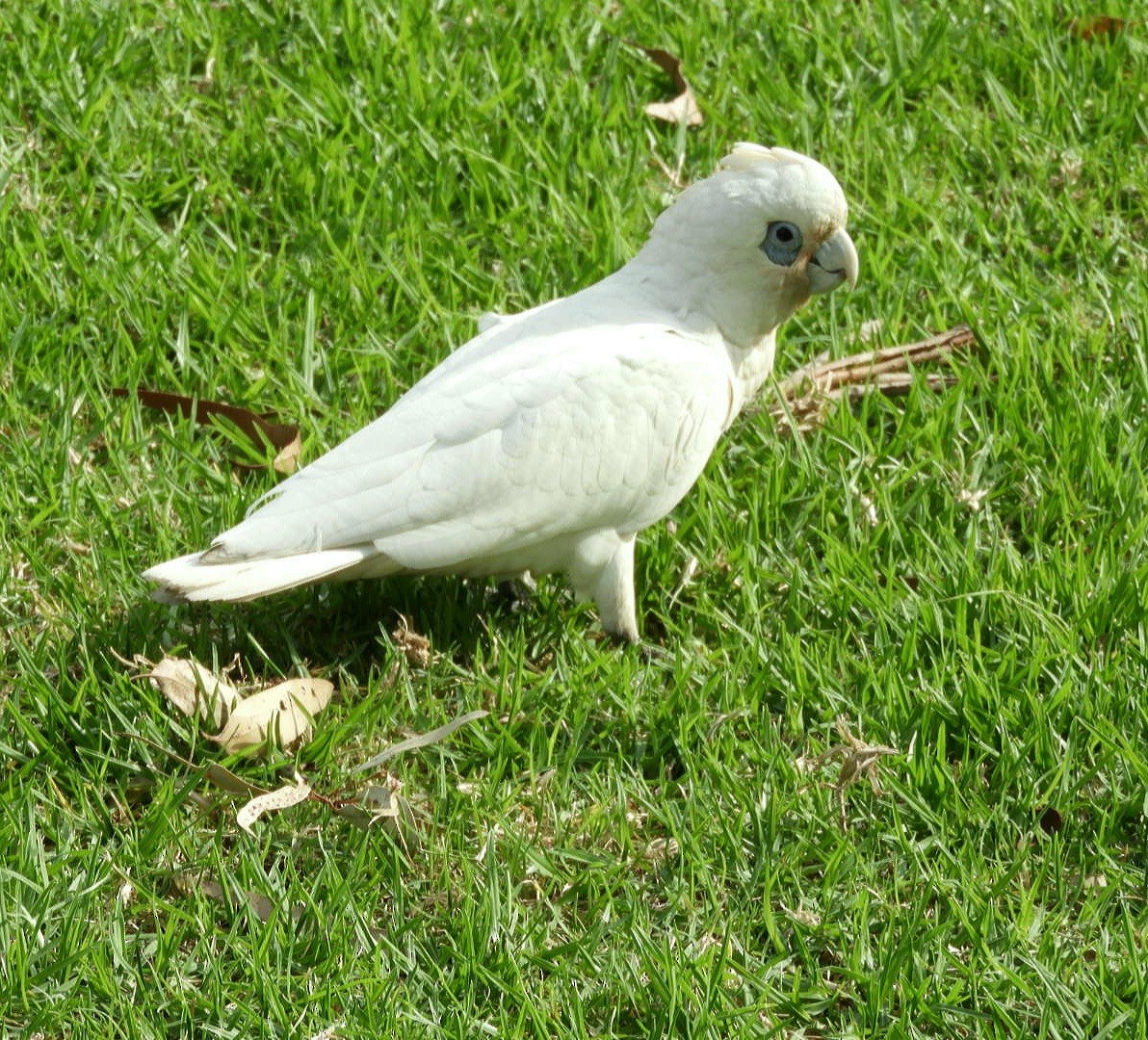 Little Corella - ML563011041