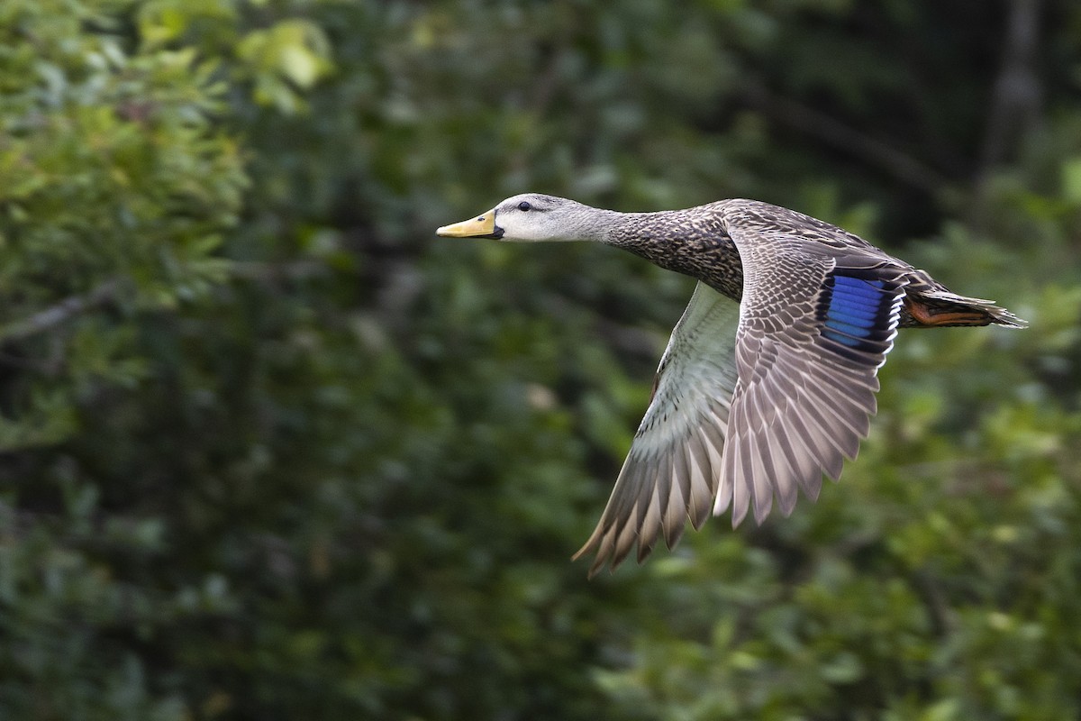 Mottled Duck (Florida) - ML563011161