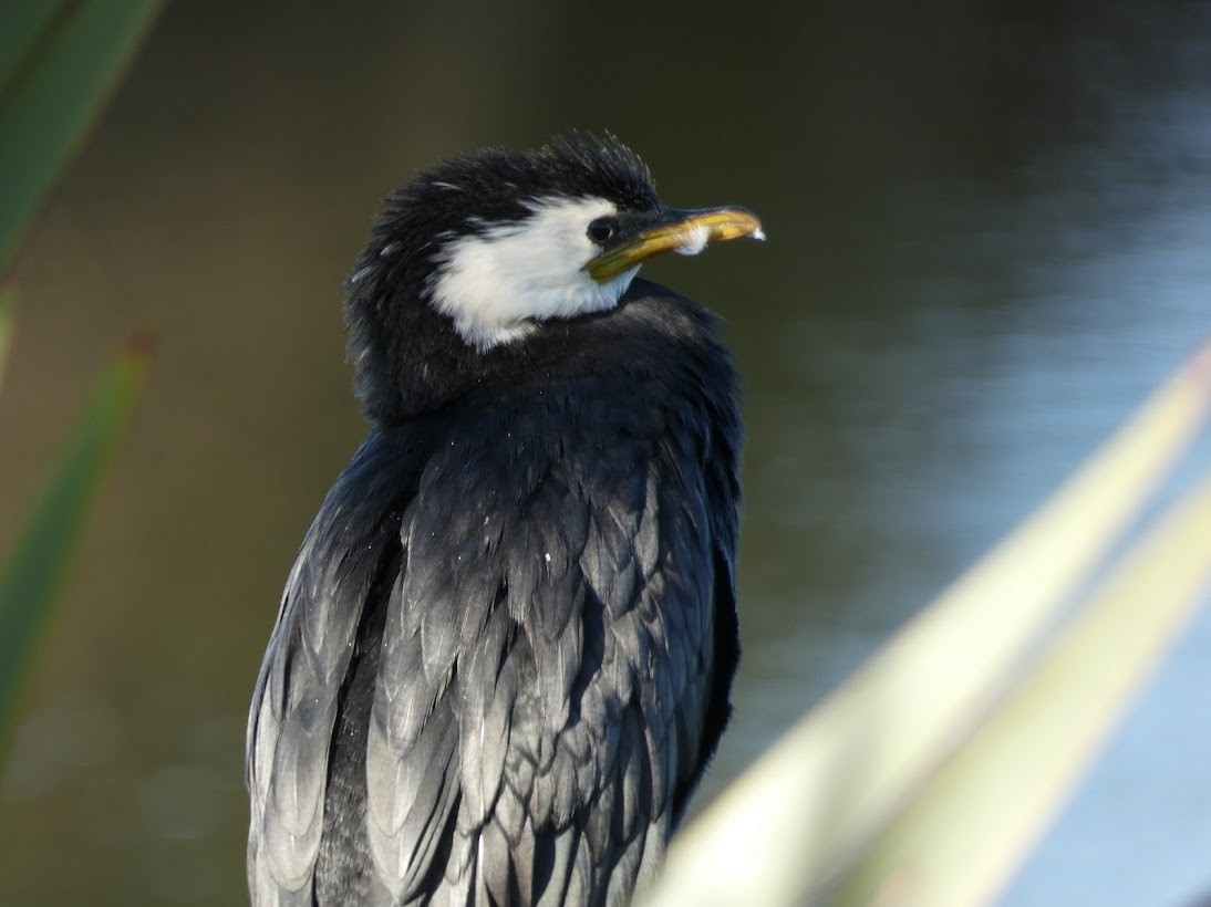 Little Pied Cormorant - ML563011671