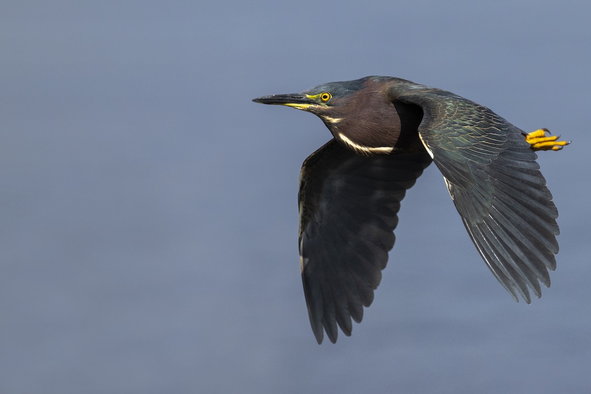 Green Heron (virescens/bahamensis) - Michael Stubblefield