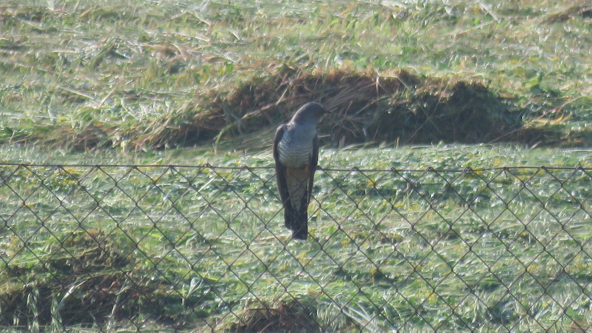 Common Cuckoo - ML563012181