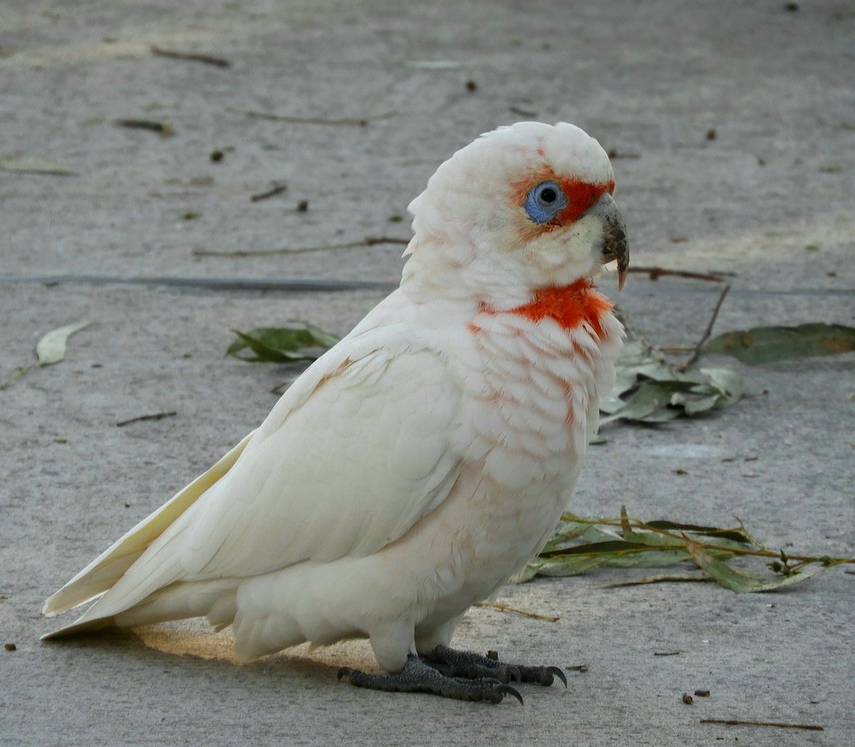 Long-billed Corella - ML563012341