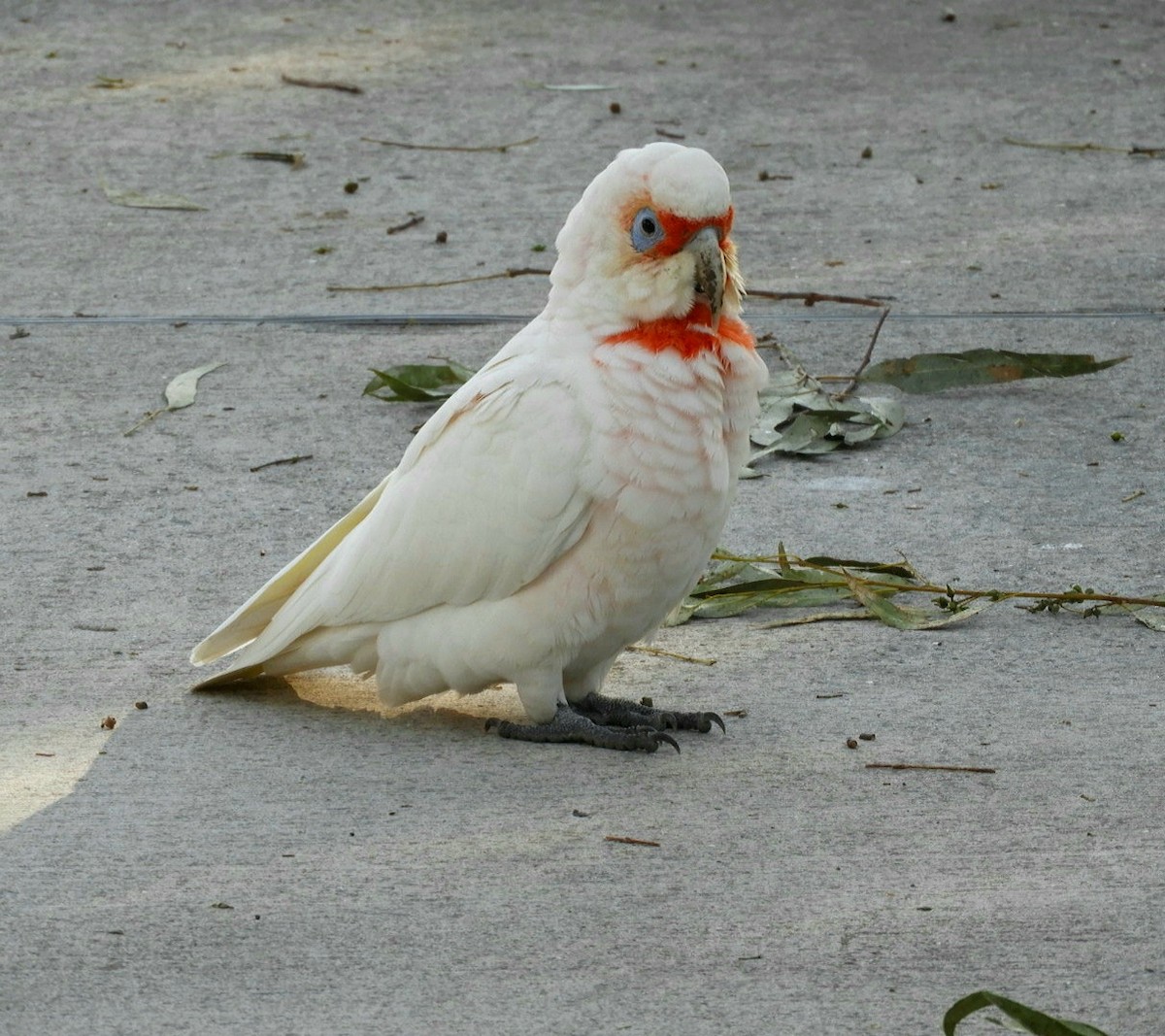 Long-billed Corella - ML563012351