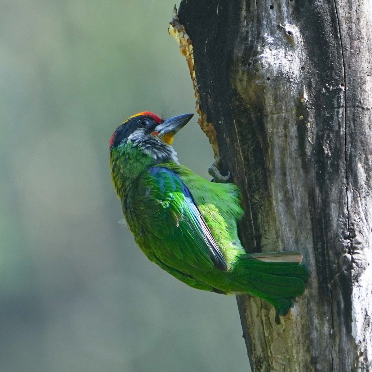 Golden-throated Barbet - ML563012521