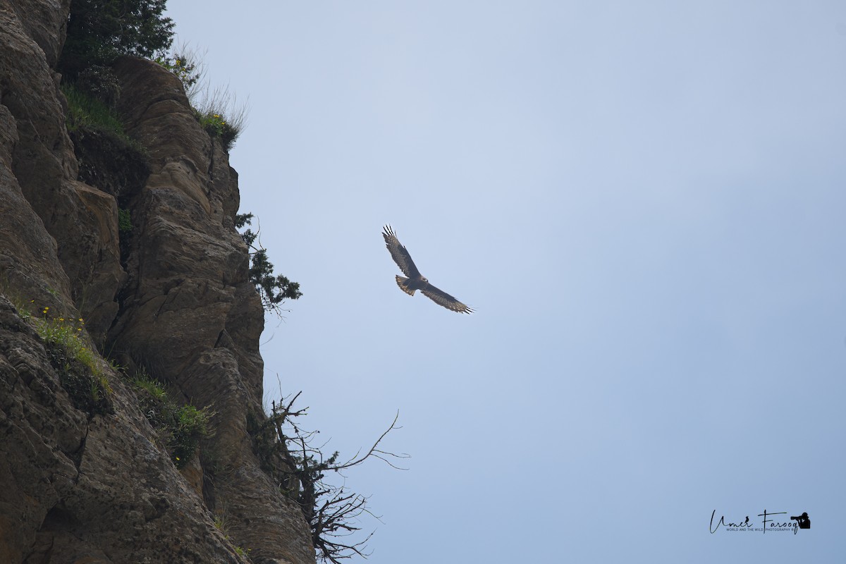 Long-legged Buzzard - ML563015041