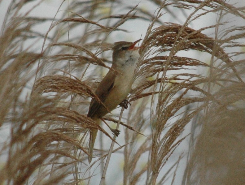 Great Reed Warbler - ML56301571