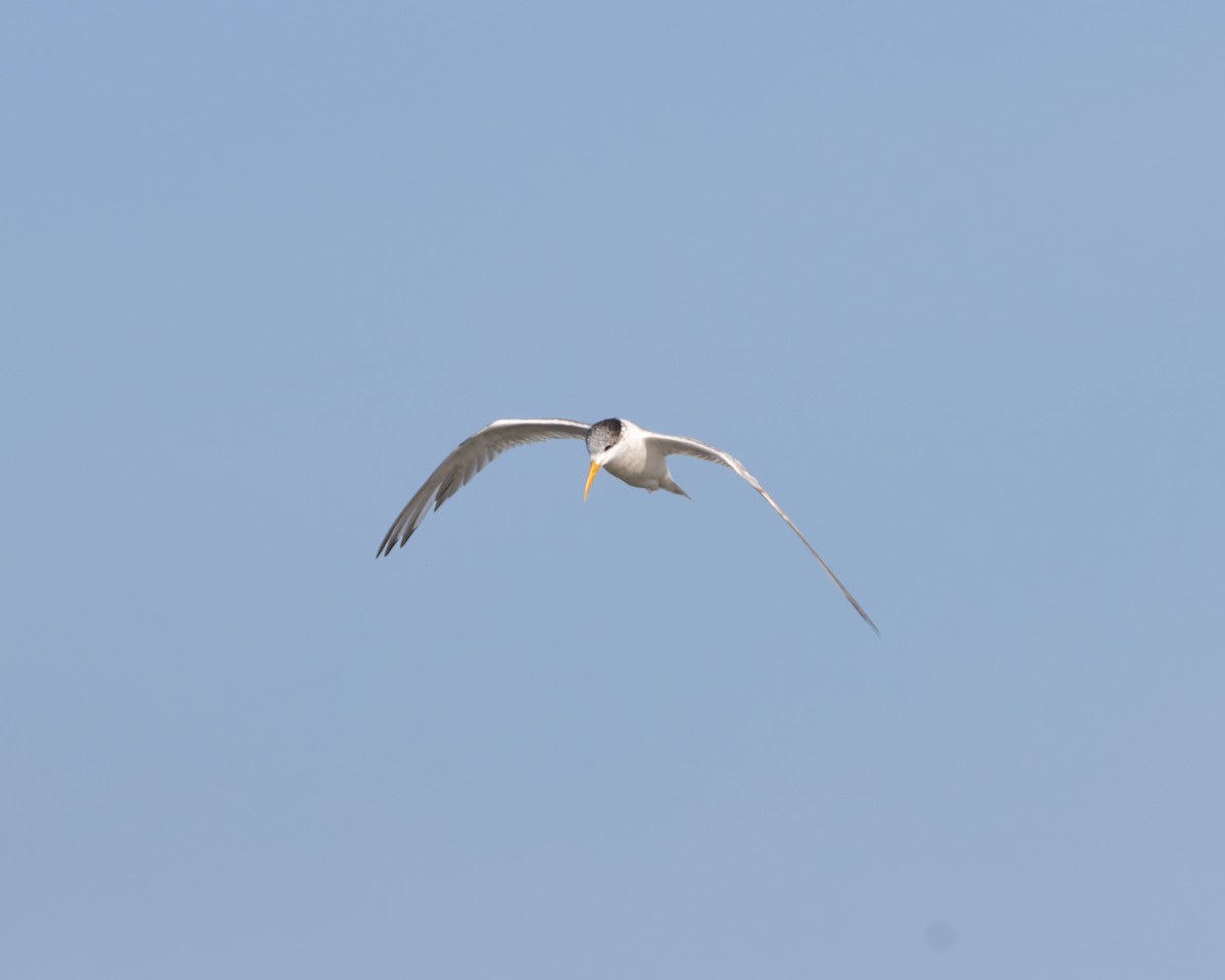 Great Crested Tern - ML563015921
