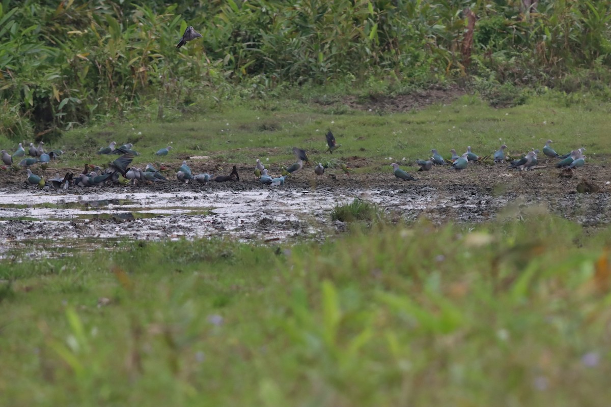 Thick-billed Green-Pigeon - ML563018611