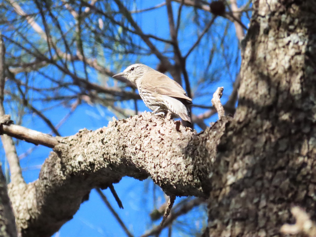 White-browed Treecreeper - ML563018841