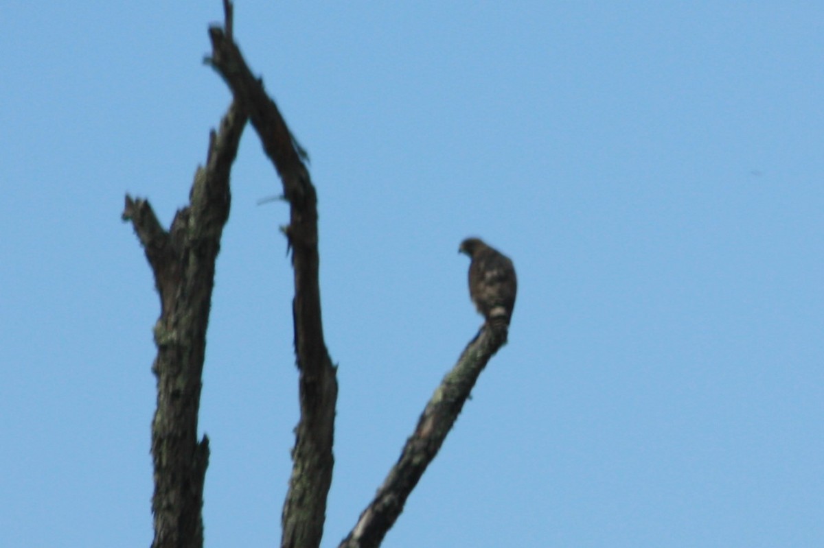 hawk sp. - ML563018941