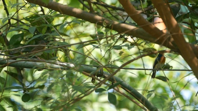 Indian Blue Robin - ML563020101