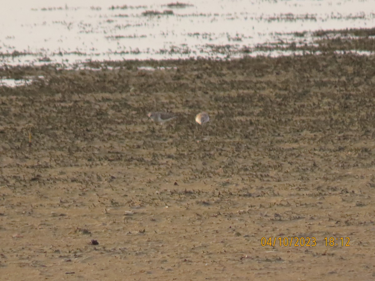 Little Stint - ML563021181