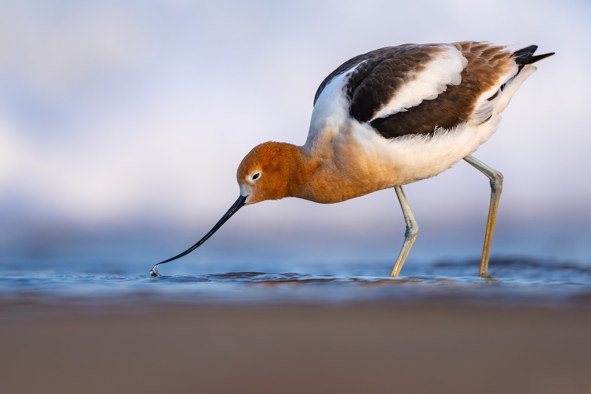 American Avocet - ML563021821