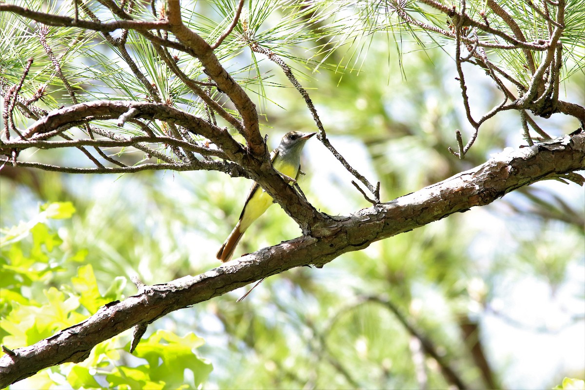 Great Crested Flycatcher - ML56302291