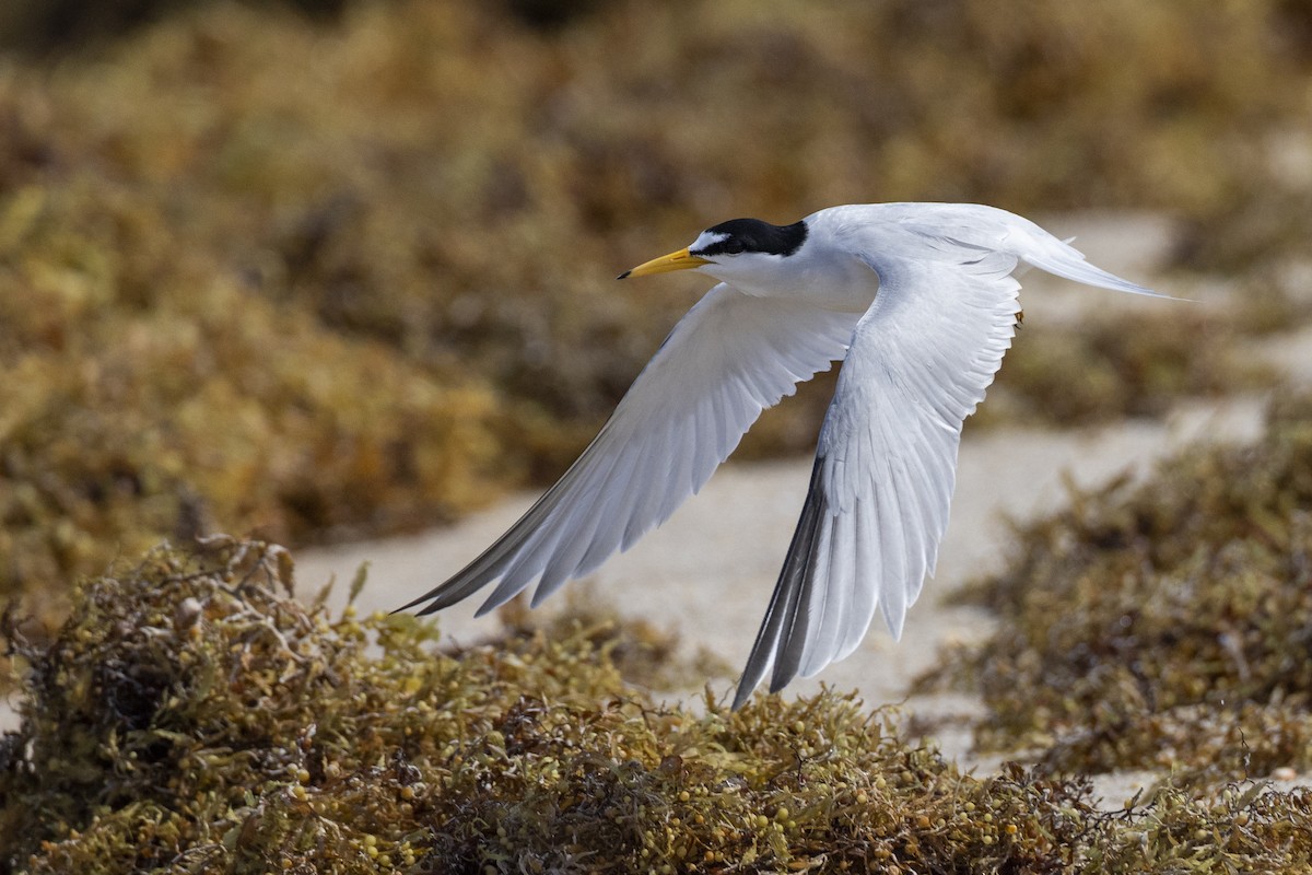 Least Tern - Michael Stubblefield