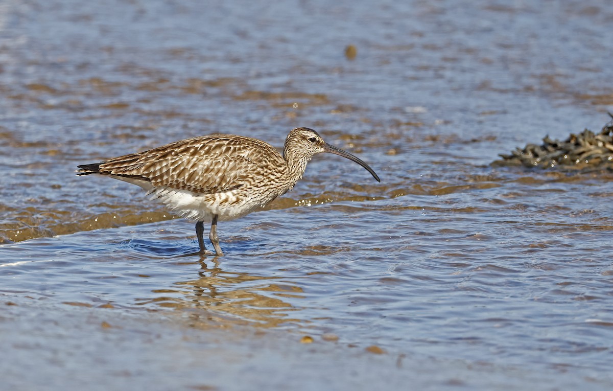 Whimbrel - ML563023151