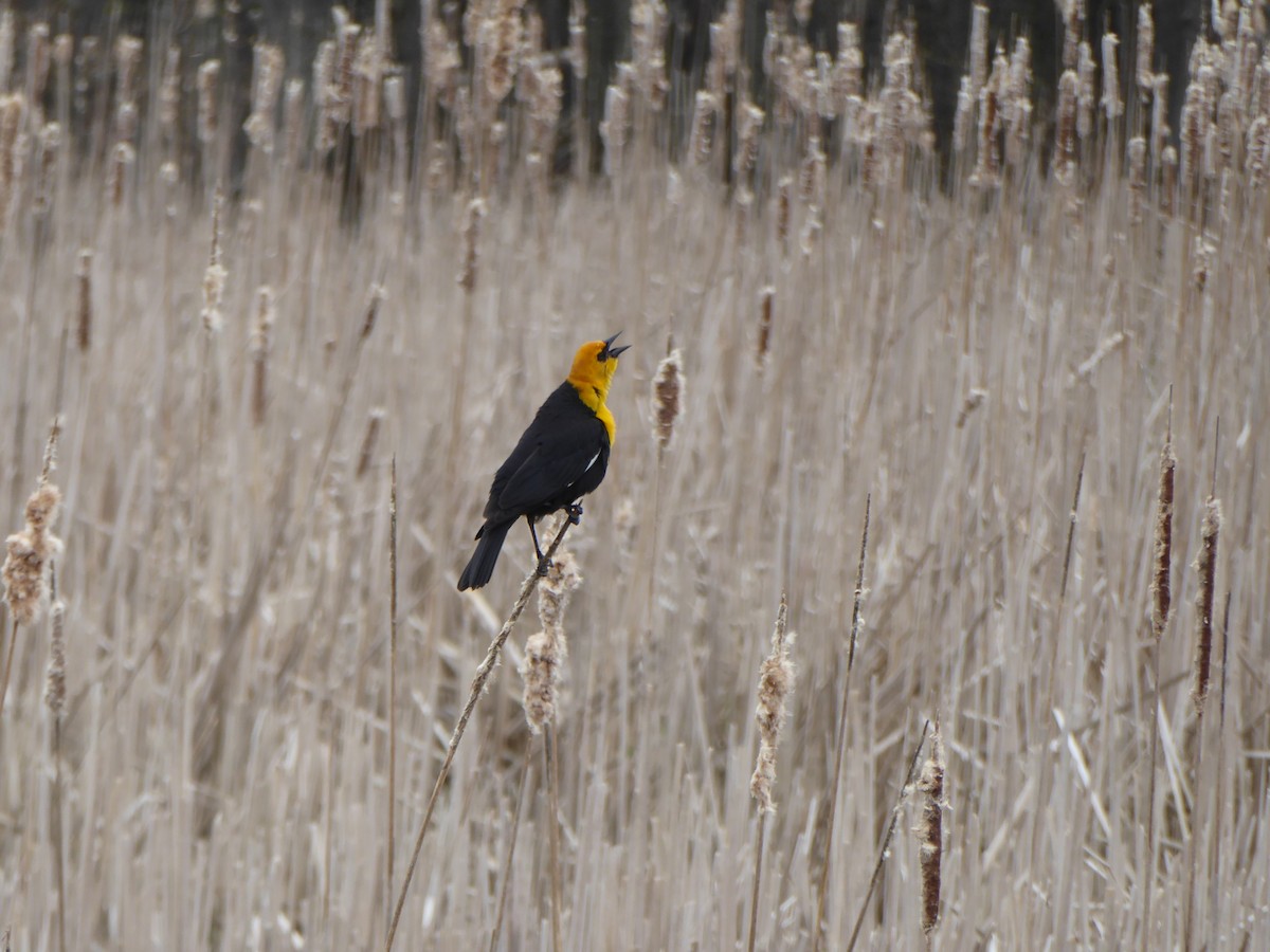 Yellow-headed Blackbird - Zack Pitman