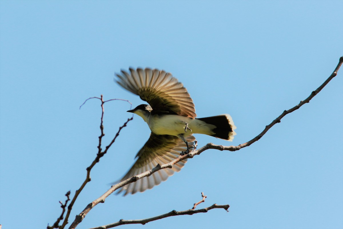 Eastern Kingbird - ML56302371