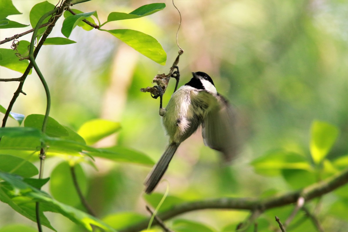 Carolina Chickadee - ML56302481