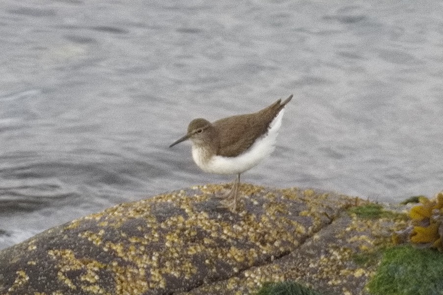 Common Sandpiper - ML563024821