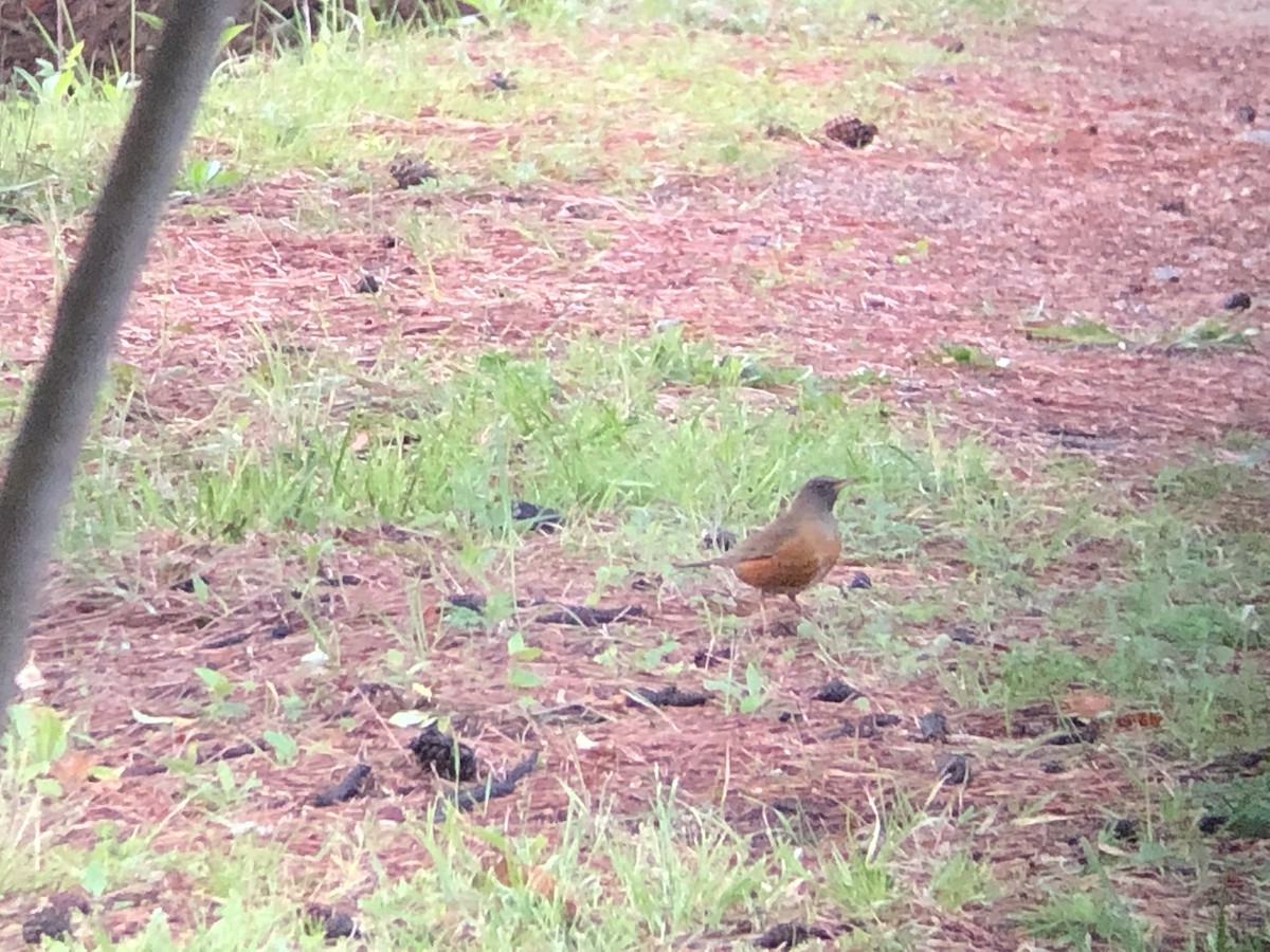 Brown-headed Thrush - Marshall Iliff