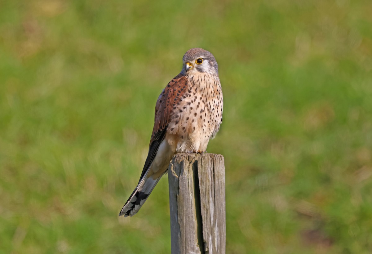 Eurasian Kestrel - ML563025361