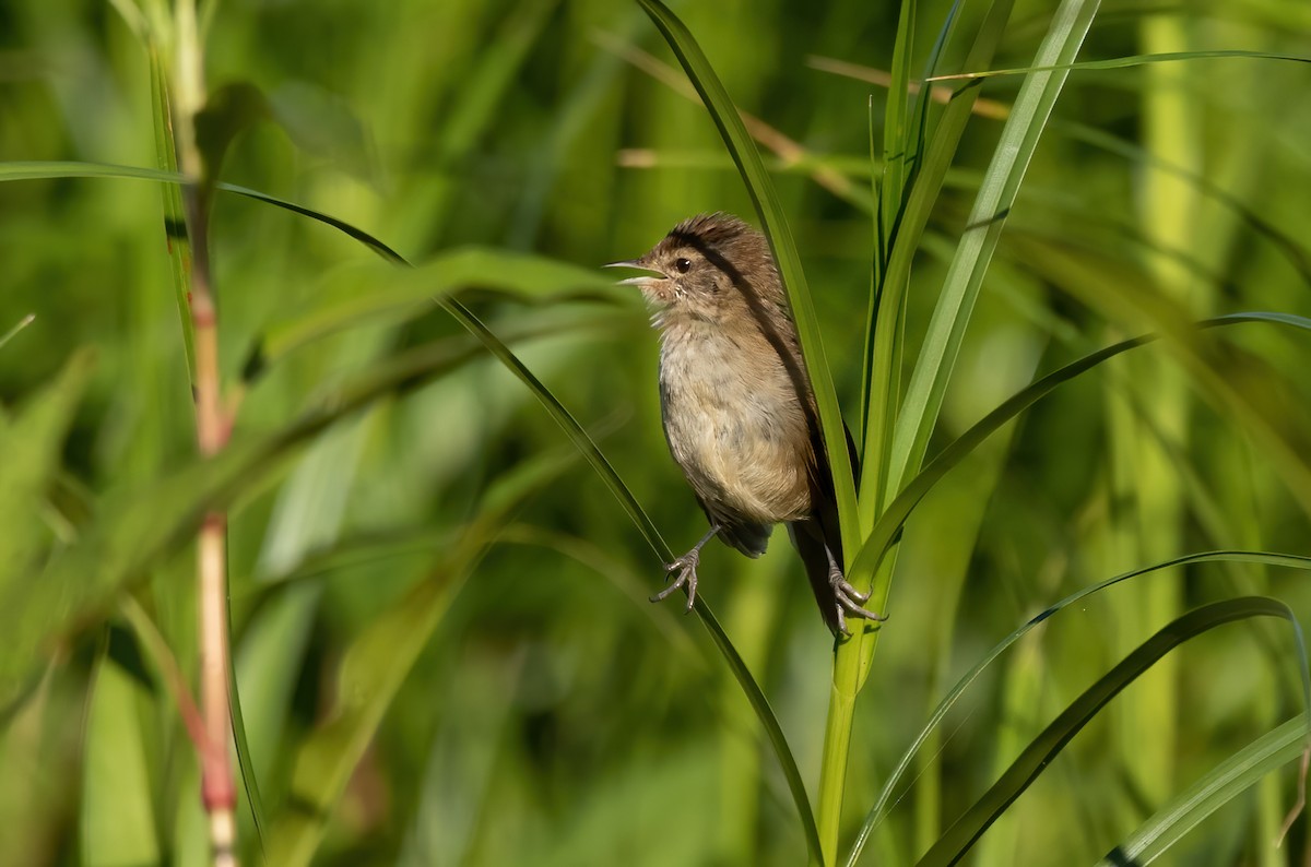 Little Grassbird - ML563025581