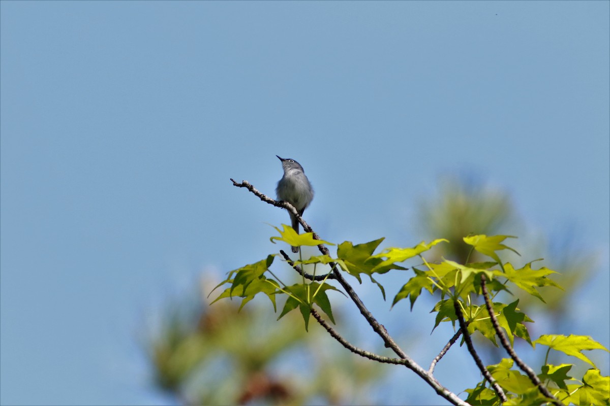 Blue-gray Gnatcatcher - Eric Alton