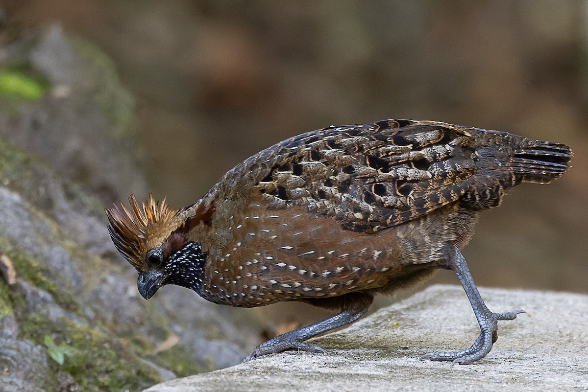 Spotted Wood-Quail - ML563027631