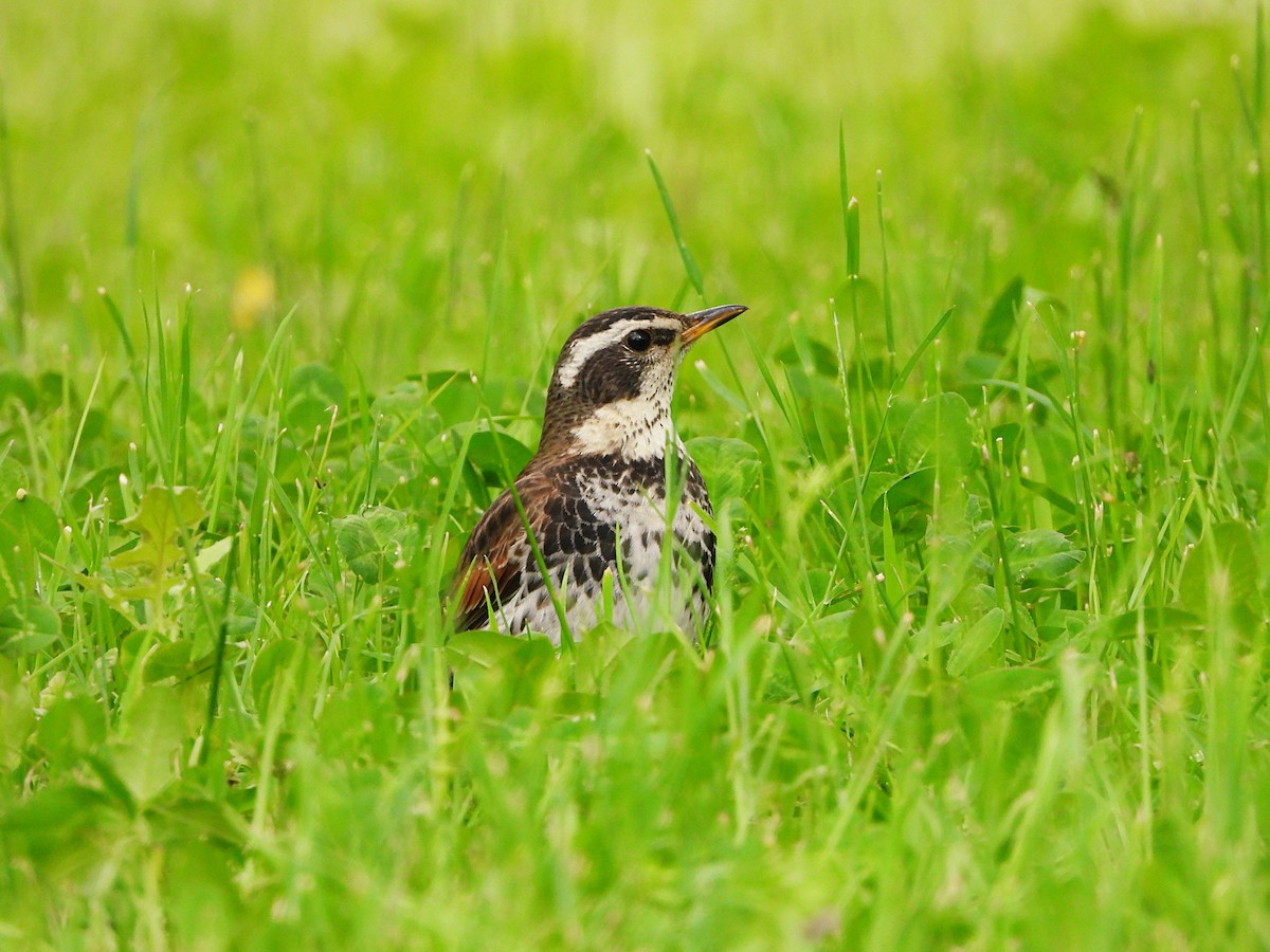 Dusky Thrush - ML563028471