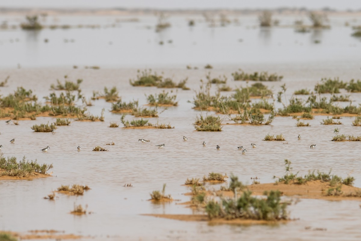 Little Stint - ML563028761