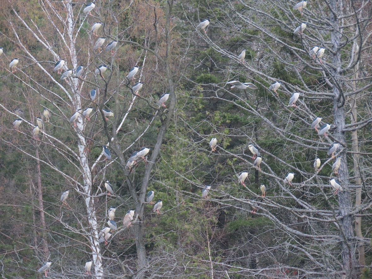 Black-crowned Night Heron - Marc Lichtenberg