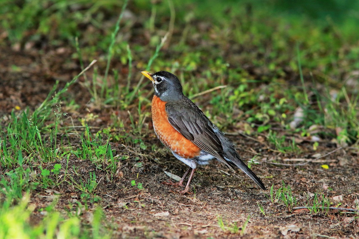 American Robin - ML56302901