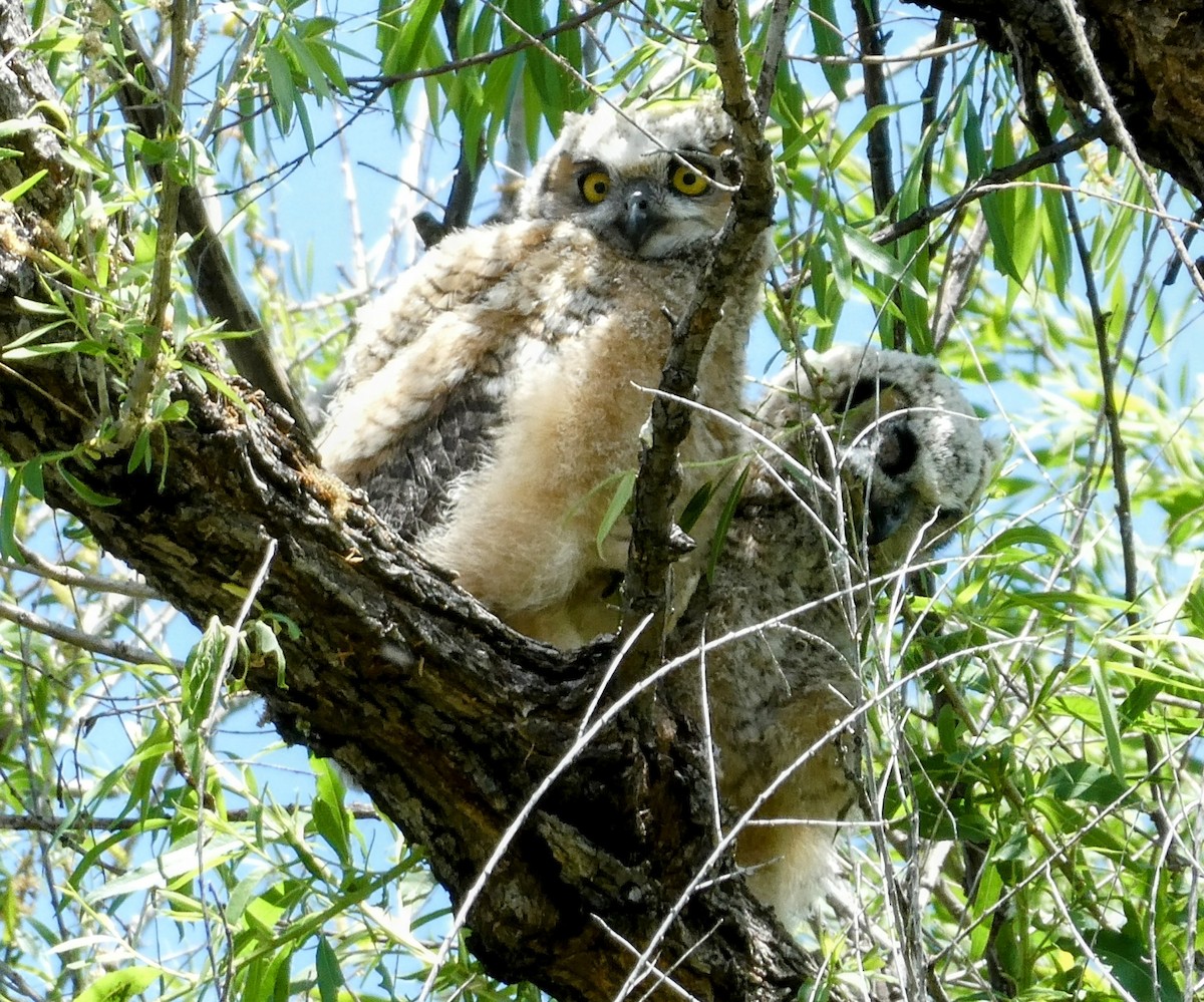 Great Horned Owl - ML563029581