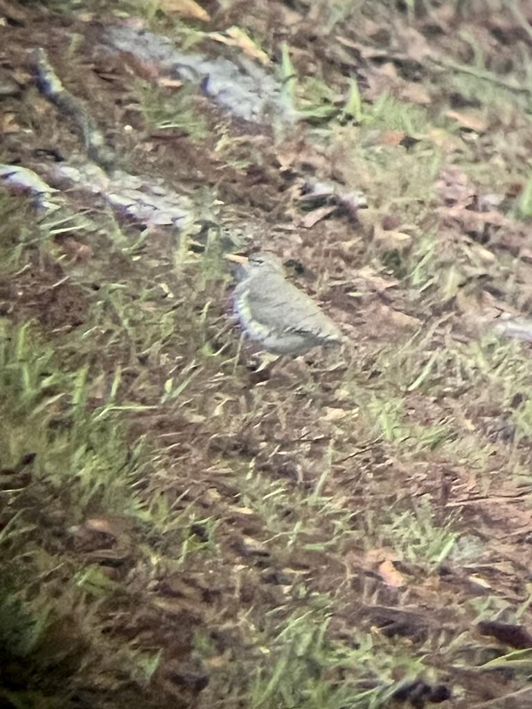 Spotted Sandpiper - ML563030271