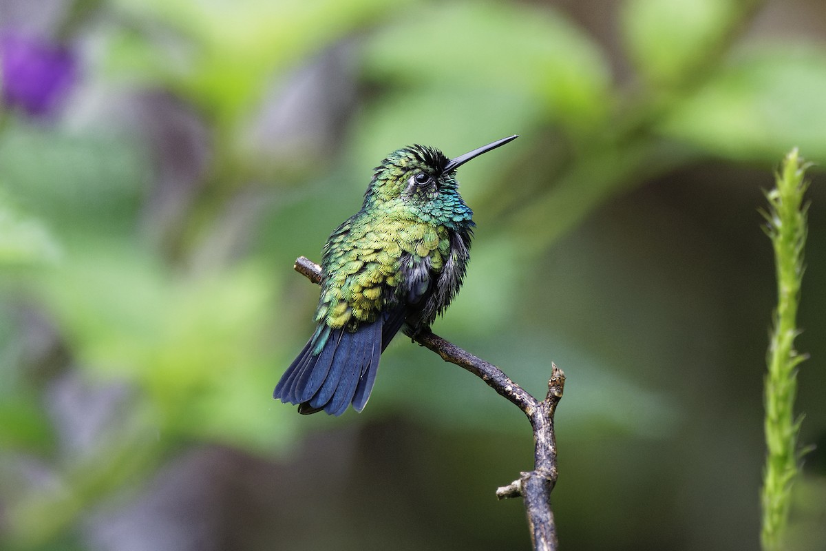 kolibřík modroocasý - ML563030351