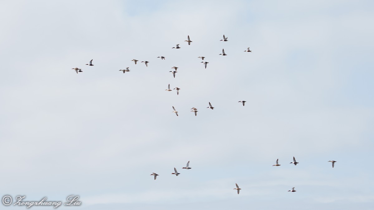 Northern Shoveler - ML563030441