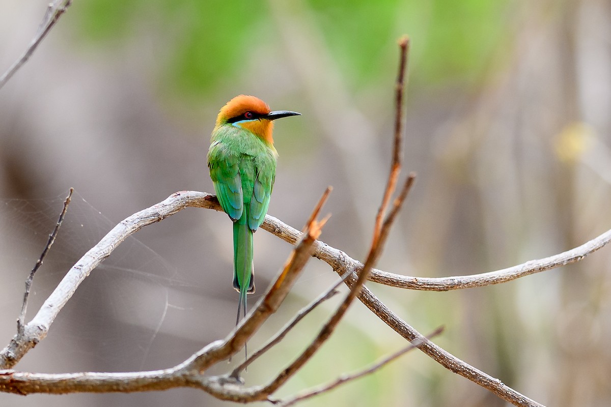 Böhm's Bee-eater - ML563030531